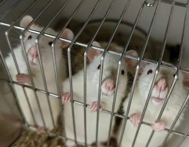 Экспериментарий