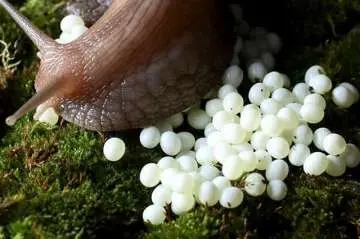 Выявление биотехнологического потенциала эмбриональных форм беспозвоночных